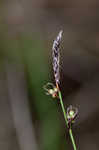 Blue Ridge sedge